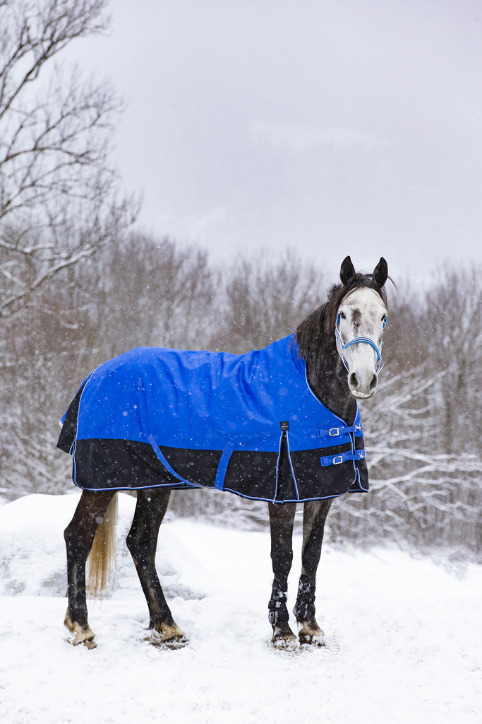 Produktansicht - EQUITHÈME - Tyrex Aisance Outdoordecke High Neck 1200D