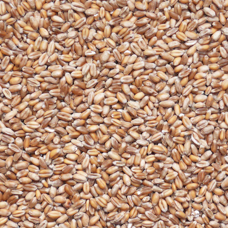 Produktansicht - Veltenhofer Mühle - Weizen gereinigt