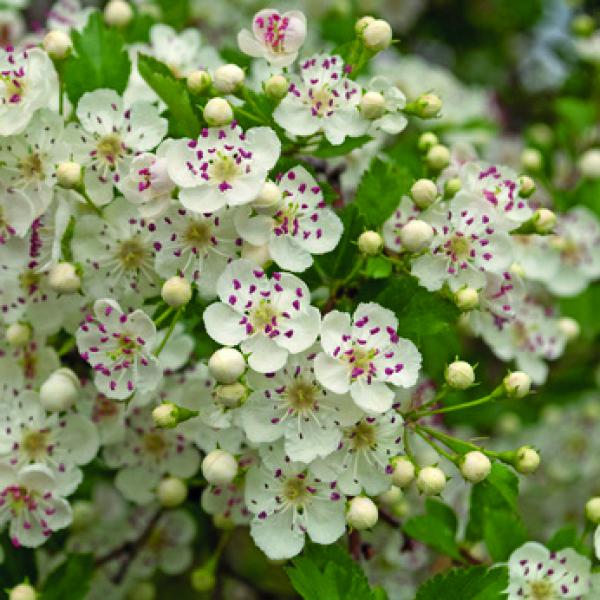 Lexa Weißdornblüte Bild Pflanze