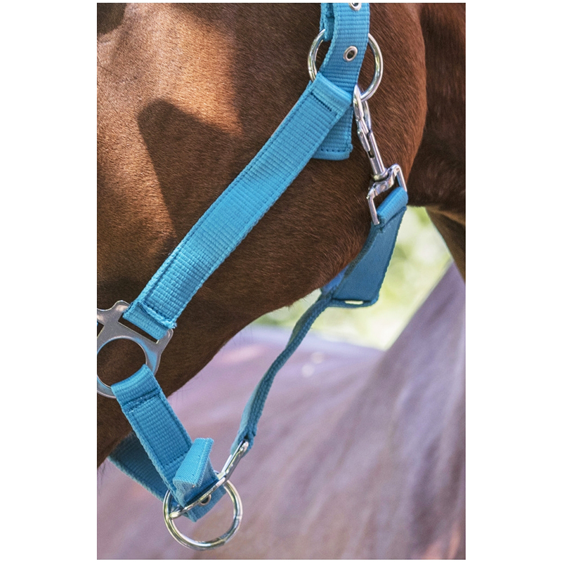 NORTON Halfter Fluo Karabiner