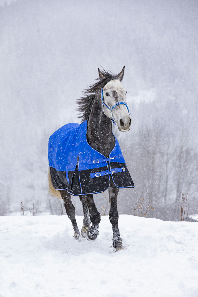 Produktansicht - EQUITHÈME - Tyrex Aisance Outdoordecke High Neck 1200D
