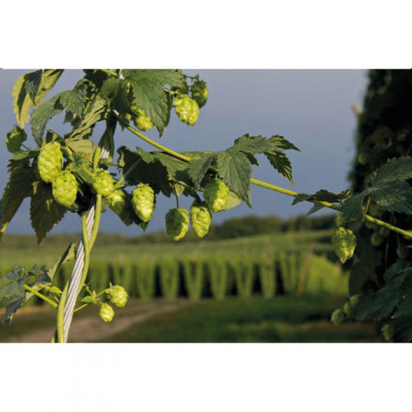 Produktansicht - LEXA - Hopfenblüten