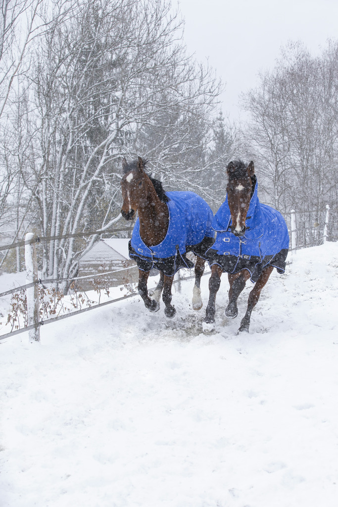 Produktansicht - EQUITHÈME - Tyrex Aisance Outdoordecke High Neck 1200D