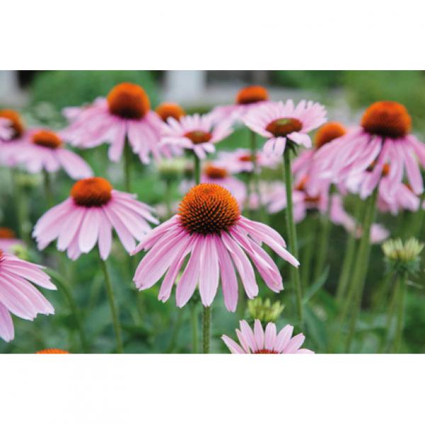 Produktansicht - LEXA - Echinacea Sonnenhut