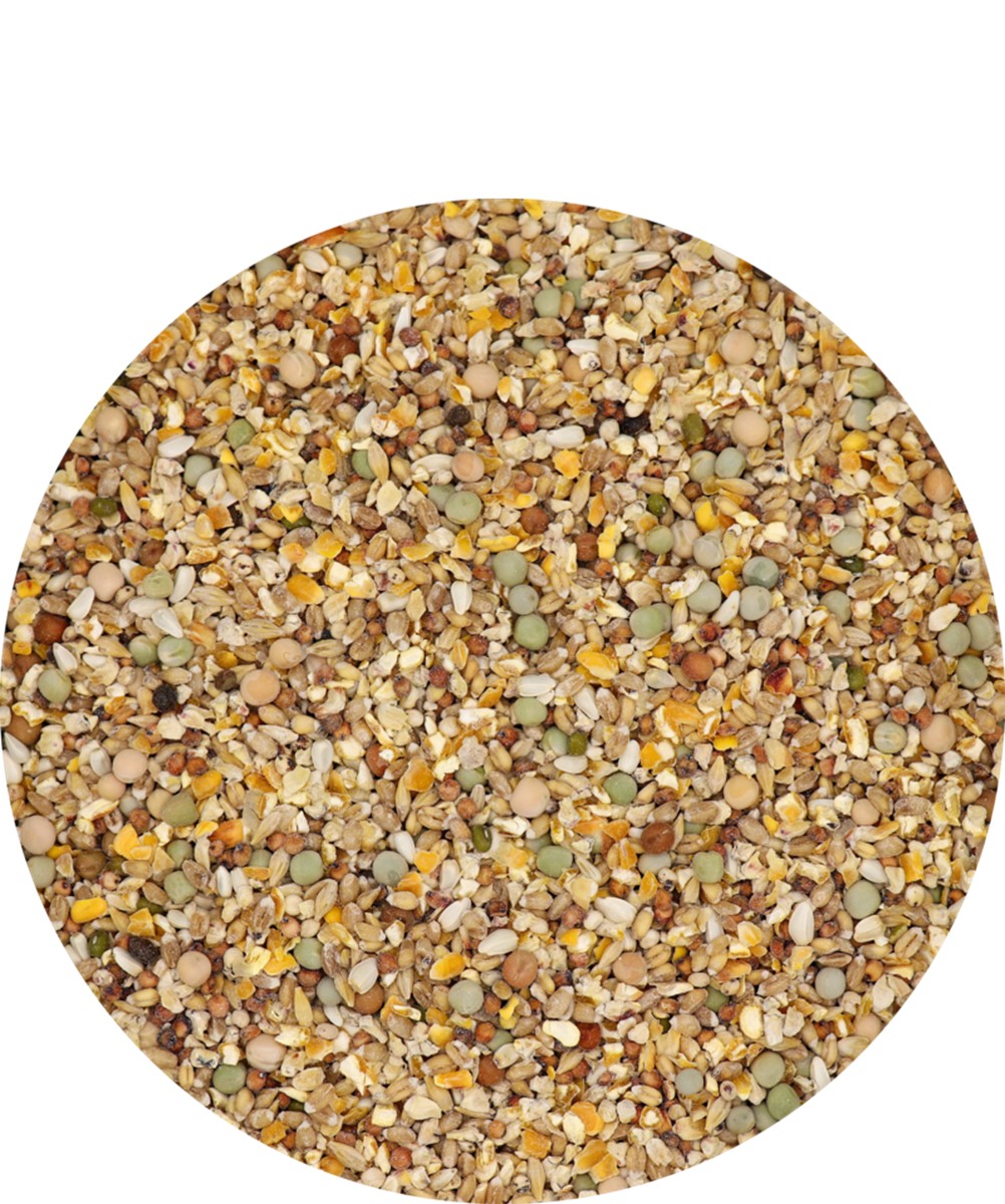Gra-Mix Tauben